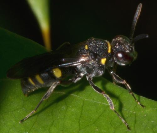 Nysson sp.